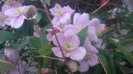 Blog 2026/h226hp11.jpg (original)